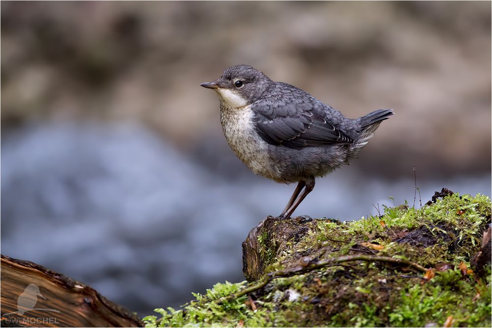 white-throated dipper - junior