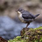 white-throated dipper - junior