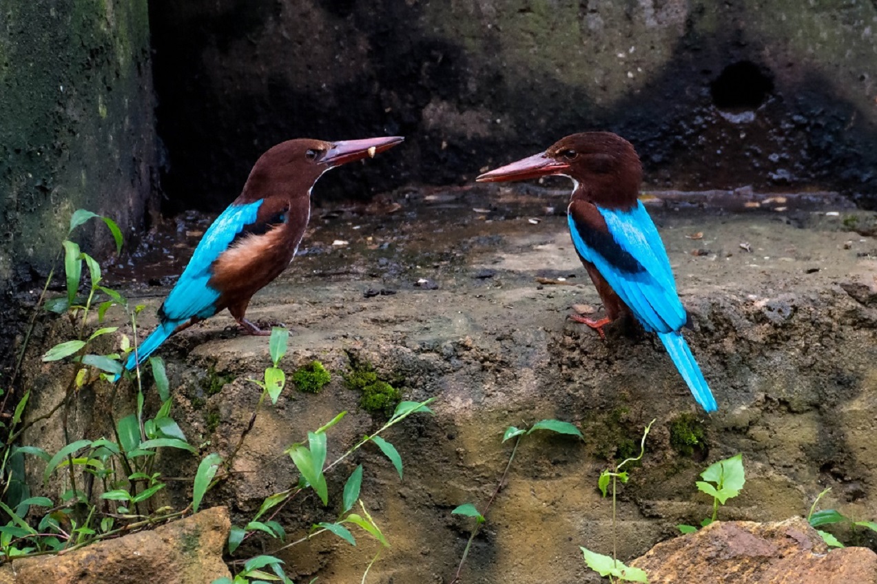 White-throated Kingfisher 2