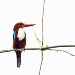 White-throated Kingfisher