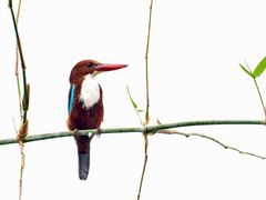 White-throated Kingfisher