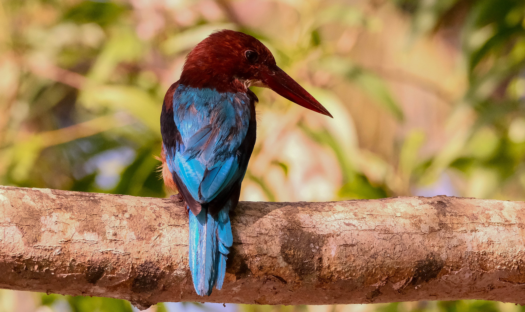 White-throated Kingfisher