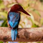 White-throated Kingfisher