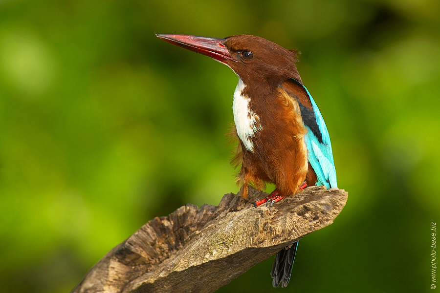 White-throated kingfisher (Halycon smyrnensis)