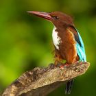 White-throated kingfisher (Halycon smyrnensis)