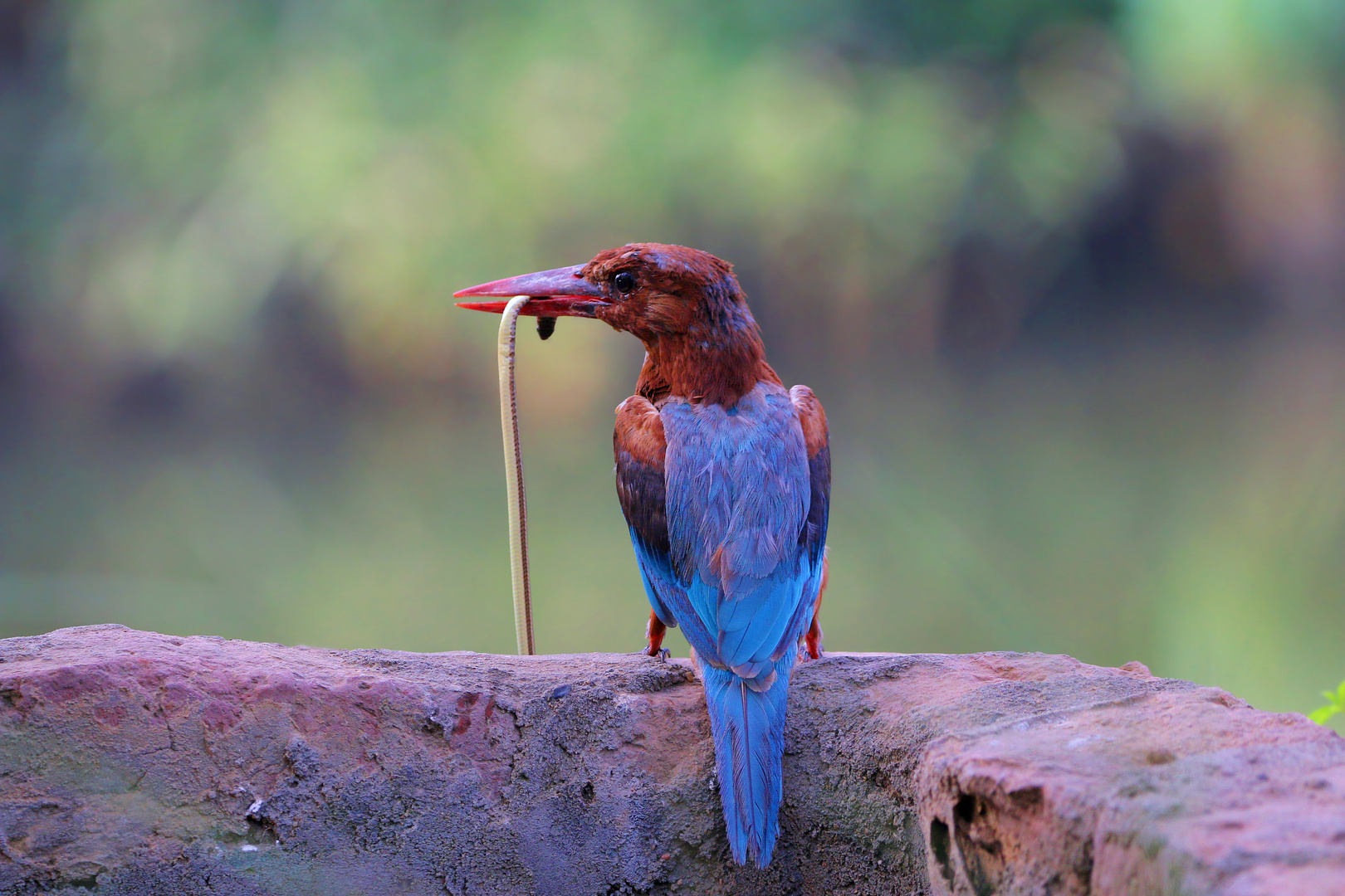 White-throated kingfisher with a snake in beak