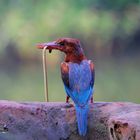 White-throated kingfisher with a snake in beak