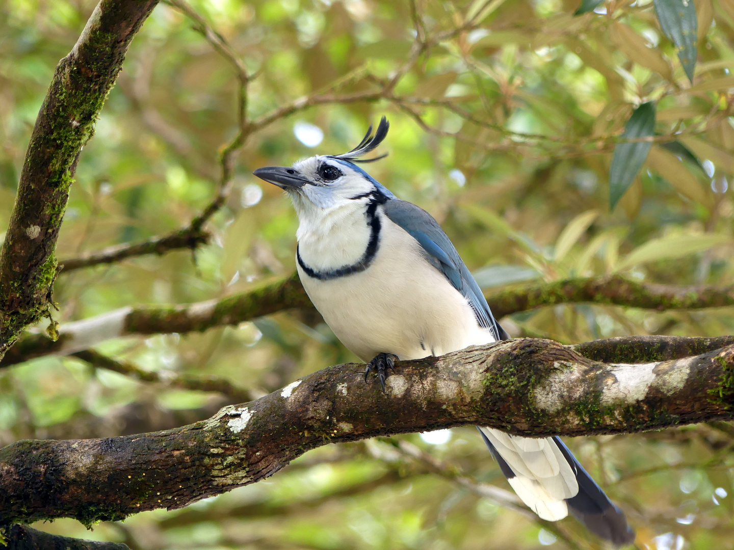 - White-throated magpie-jay -