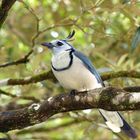 - White-throated magpie-jay -