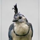 White-throated Magpie-Jay