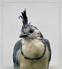 White-throated Magpie-Jay