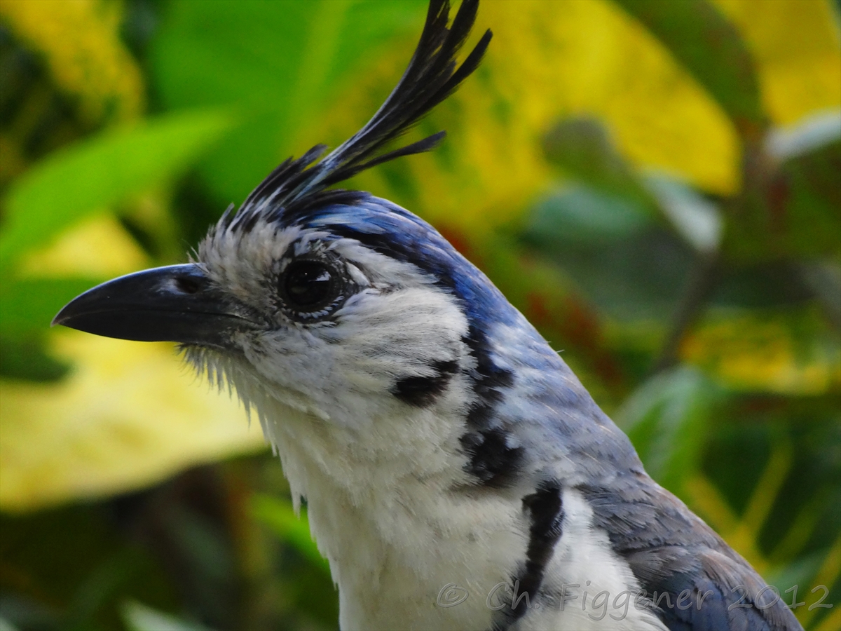 White-Throated Magpie-Jay