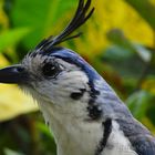 White-Throated Magpie-Jay