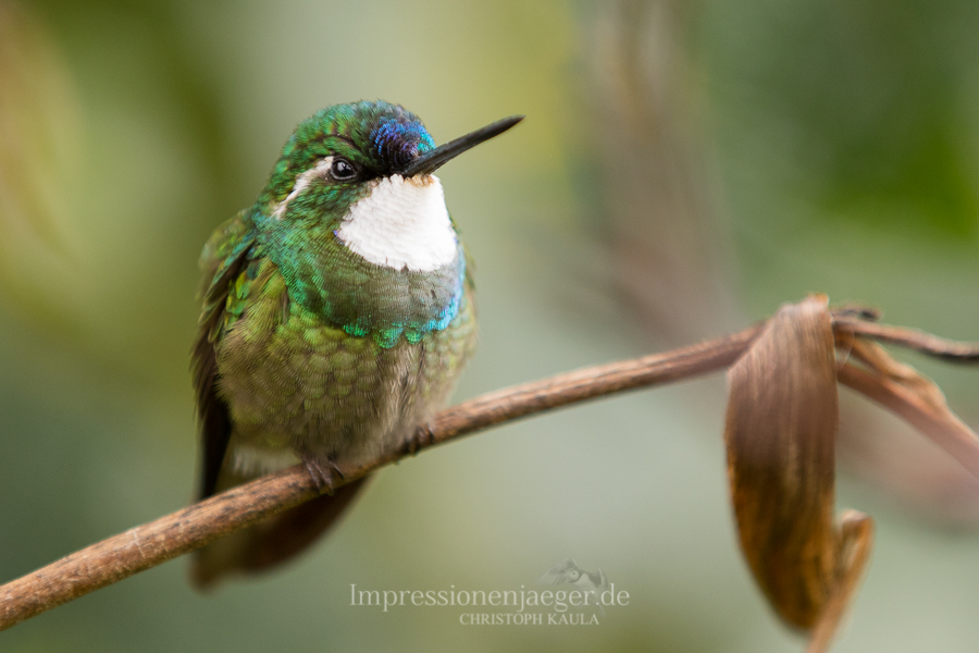 White-throated Mountaingem