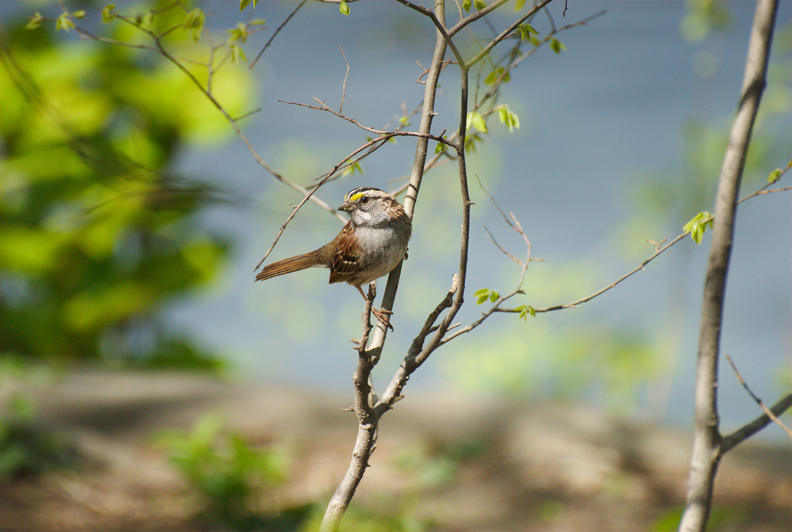 White-throated Sparrow in Central Park