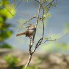 White-throated Sparrow in Central Park