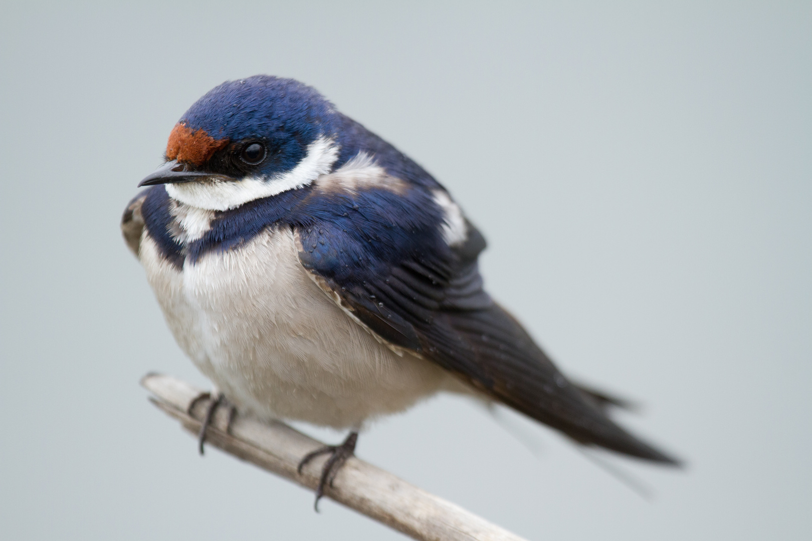 White Throated Swallow