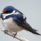 White Throated Swallow