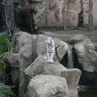 White Tiger 01