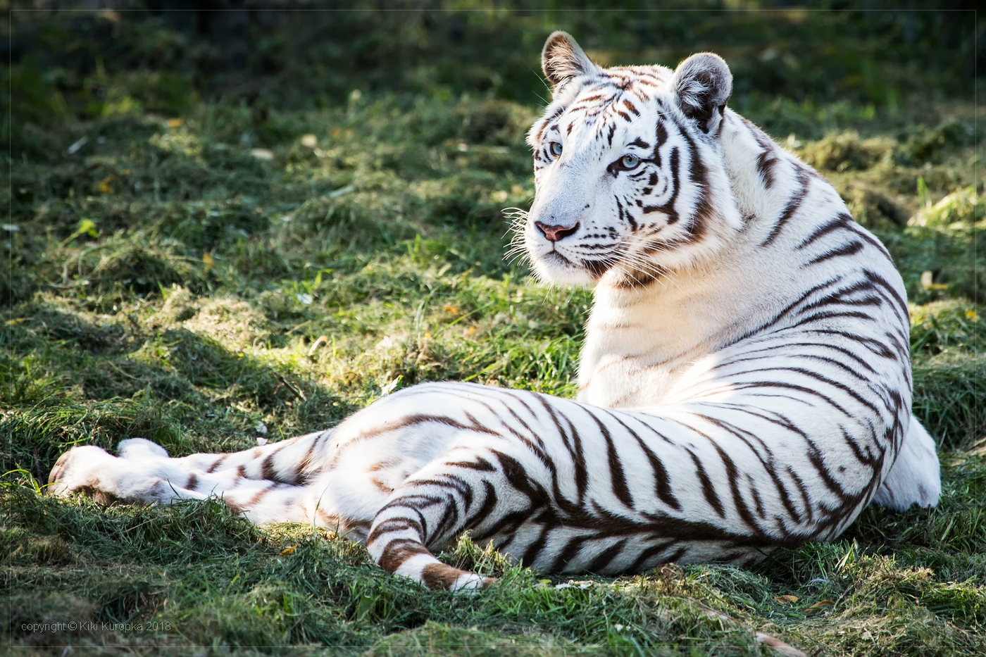 white tiger 