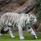 white Tiger