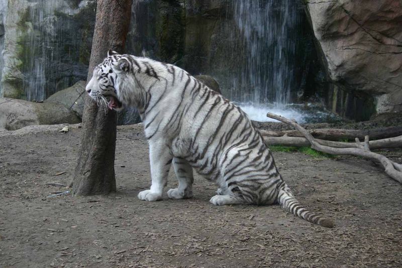 White Tiger 08