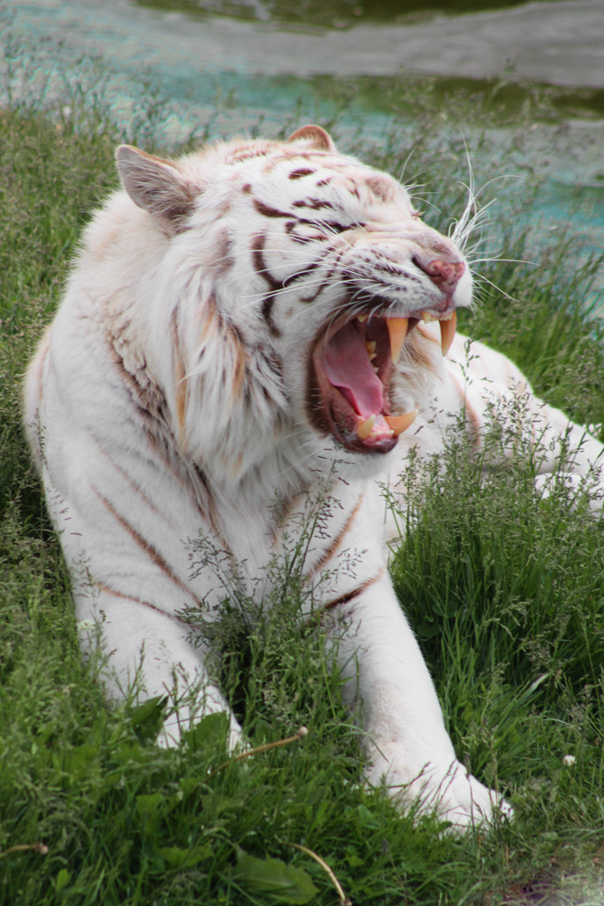 White Tiger