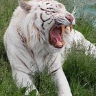 White Tiger