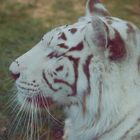 White Tiger