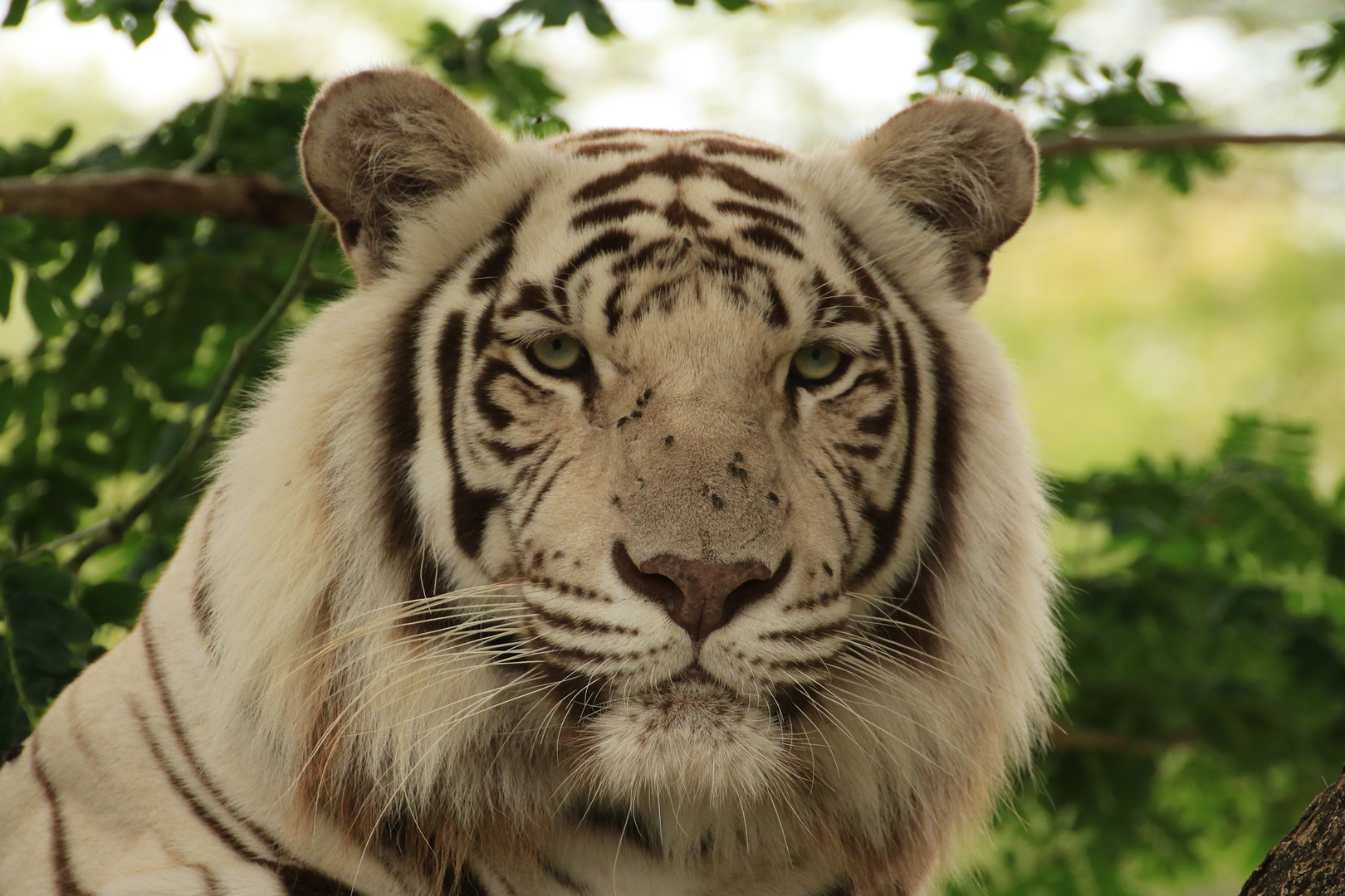 White Tiger