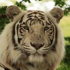 White Tiger