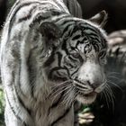 White Tiger