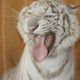 white tiger