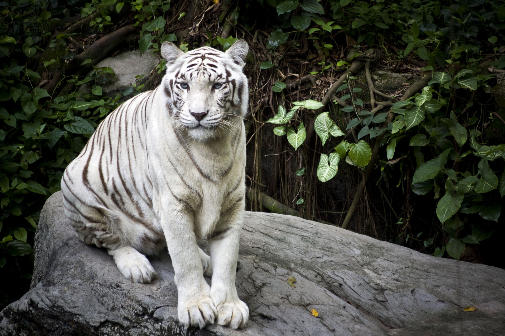 white tiger