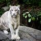 white tiger