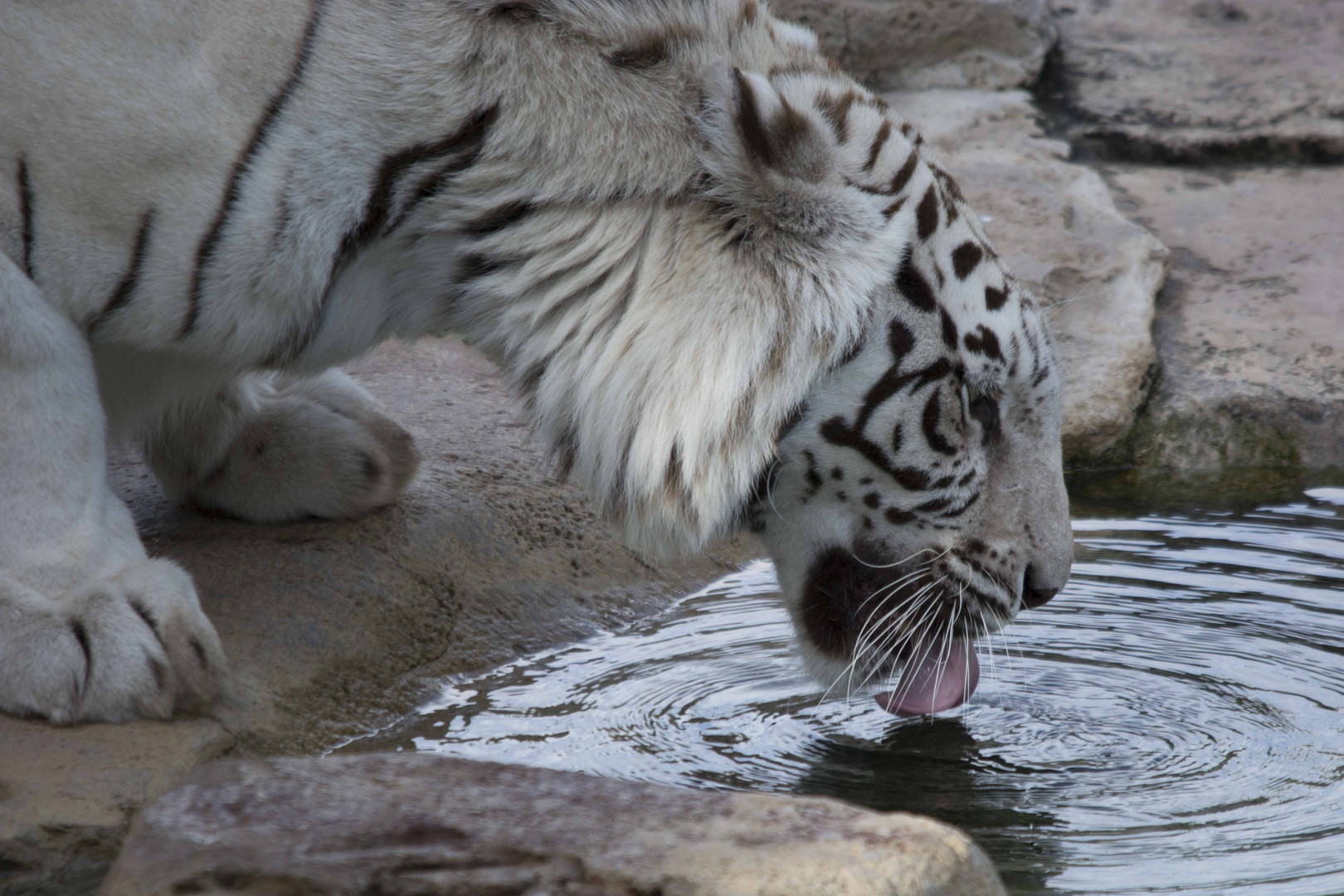 White Tiger