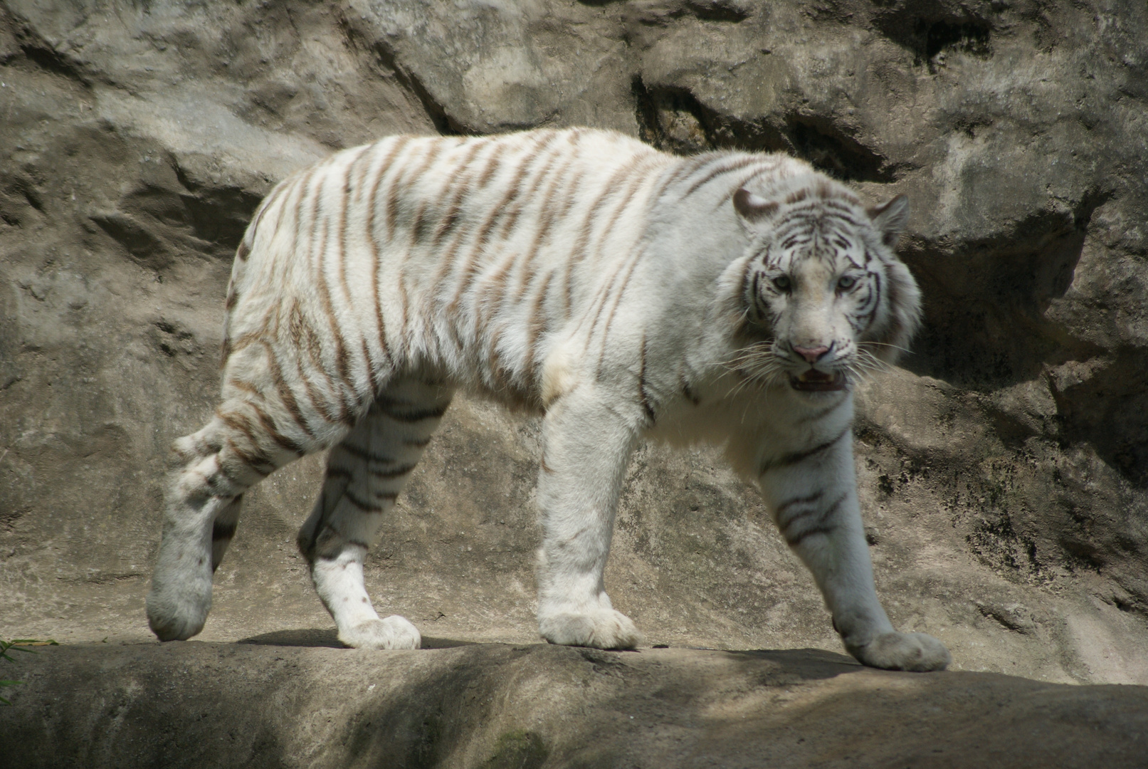 White Tiger