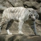 White Tiger