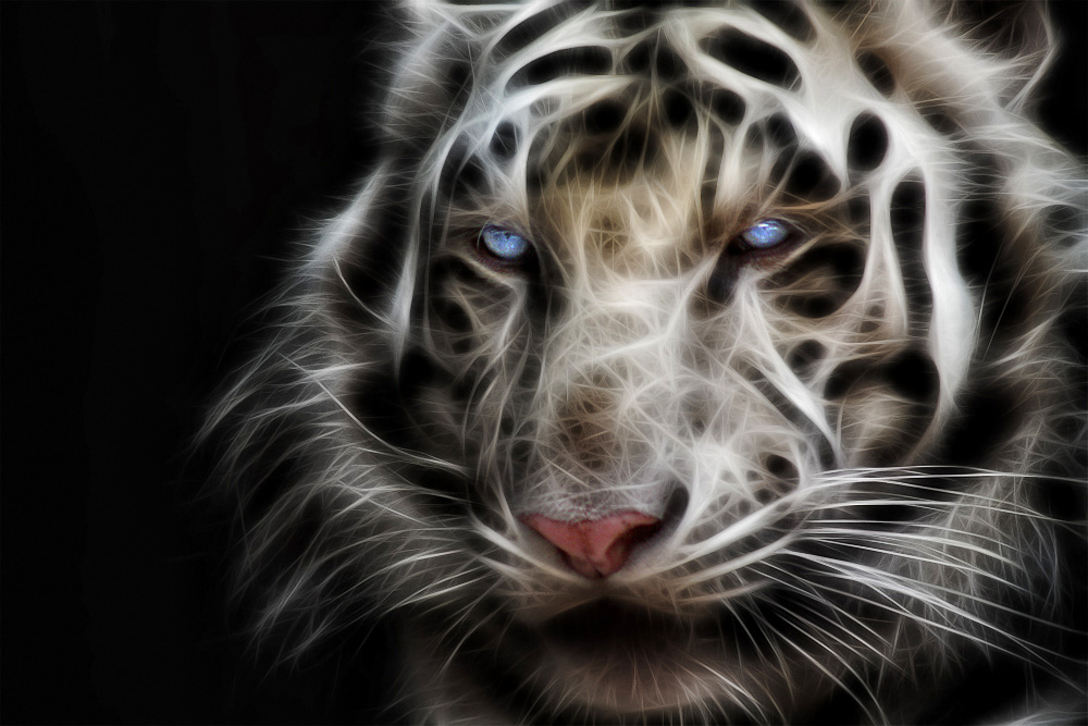 White Tiger