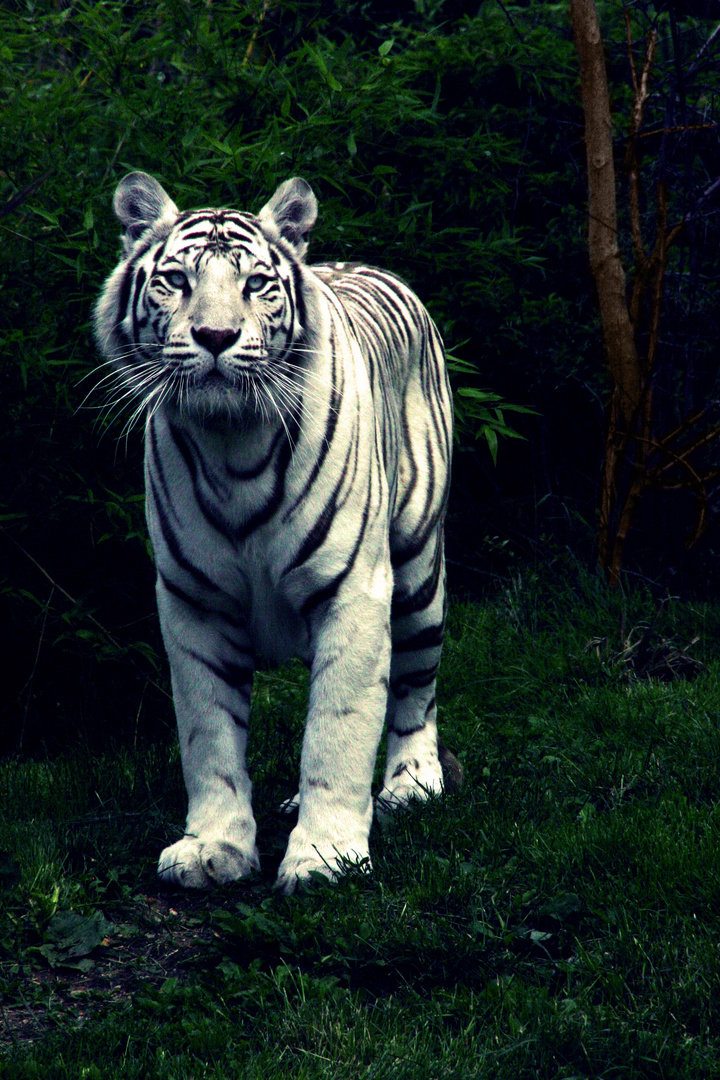 White Tiger