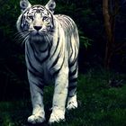 White Tiger