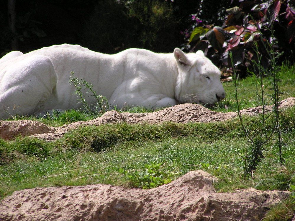 White Tiger