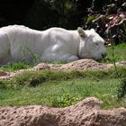 White Tiger