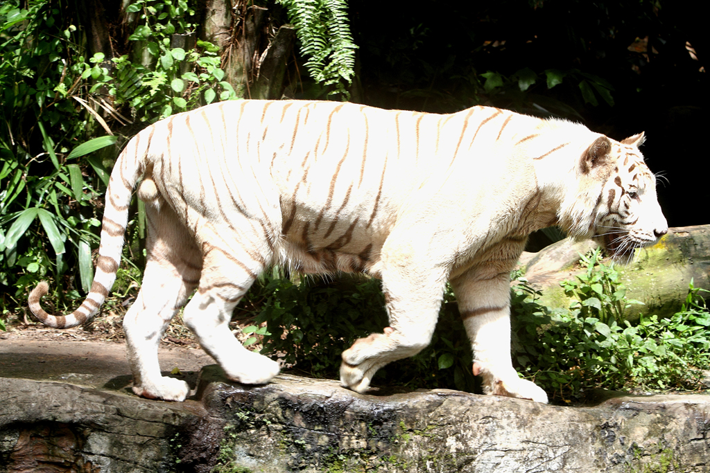 White Tiger at Singapore Zoo