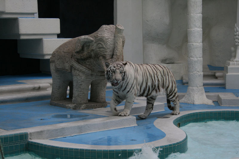 White Tiger at the Pool