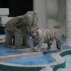 White Tiger at the Pool