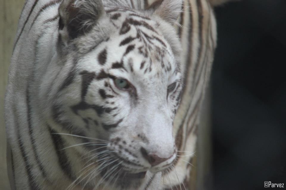 WHITE TIGER