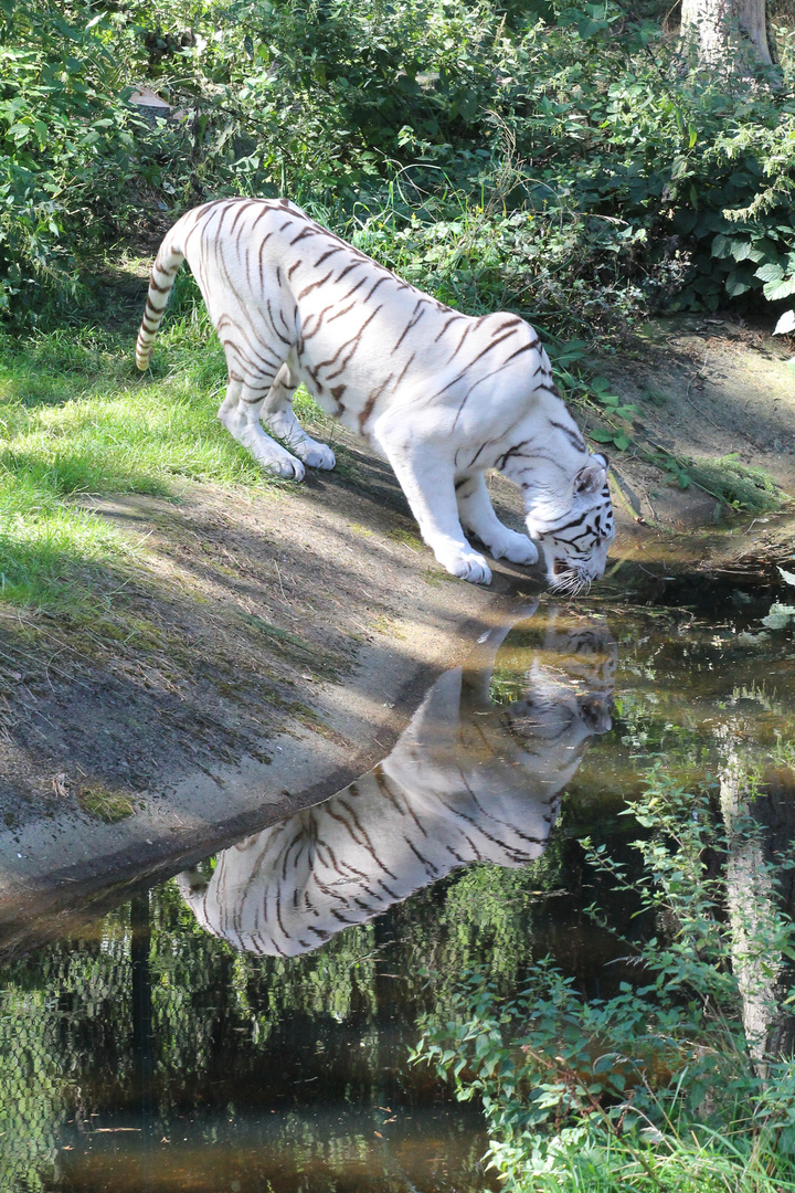 White Tiger