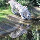 White Tiger