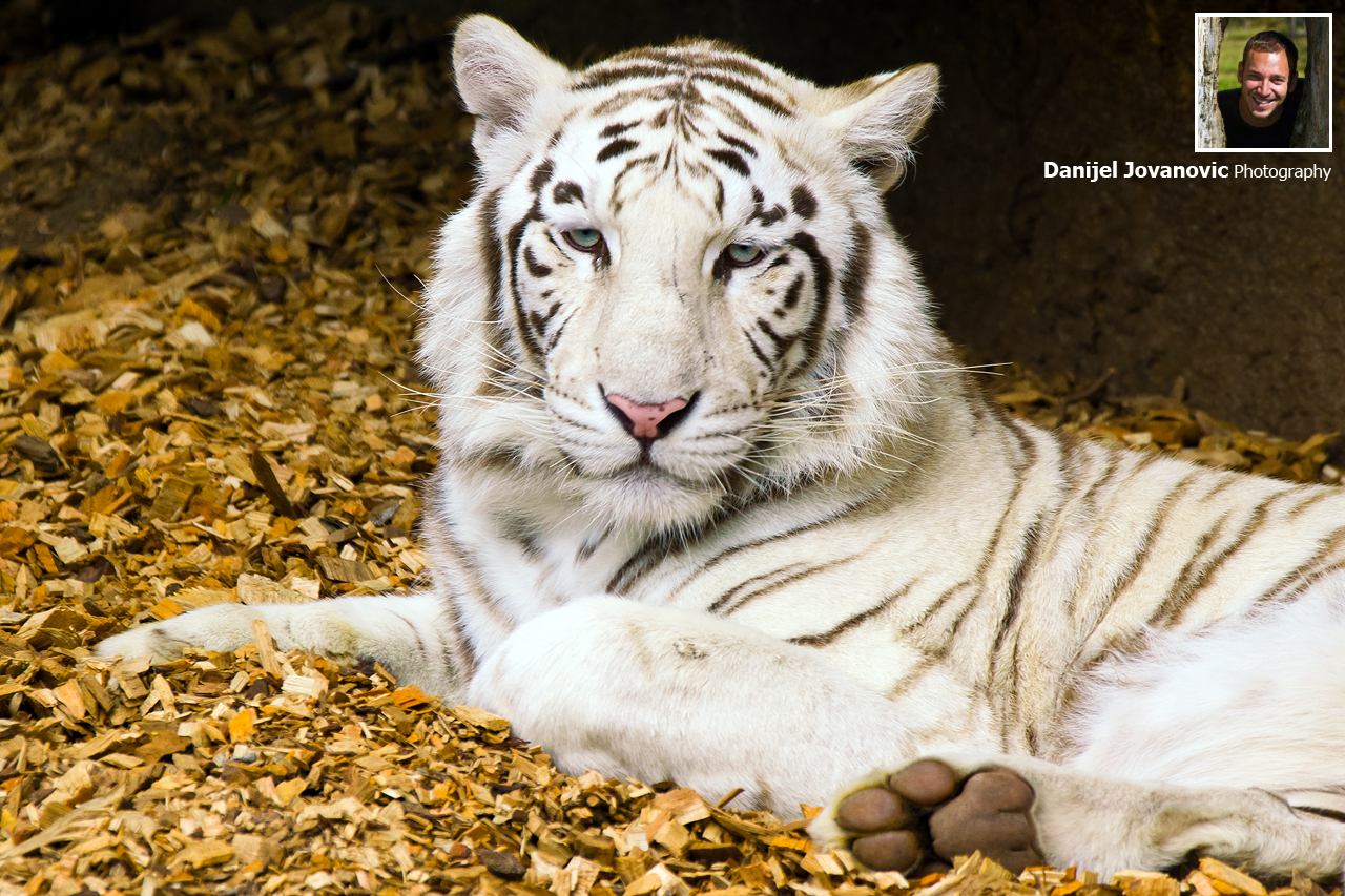 White Tiger